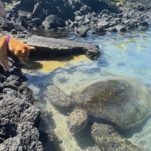 Meet your Posher - Picture 1 of 1